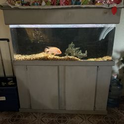 Fish Tank