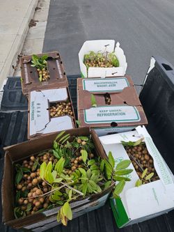 Fallbrook Fresh organic longan fruit for sale $5 for one lb
