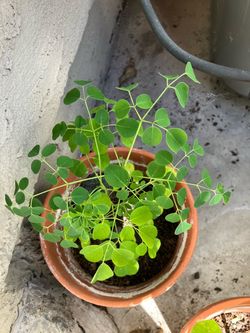 Drumstick Plant (Moringa)plant