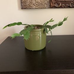 Xmas Cactus 