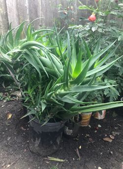 Planta grande de savila