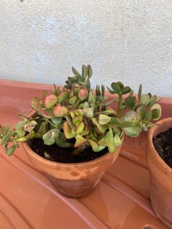 Jade plants $5.00 each.