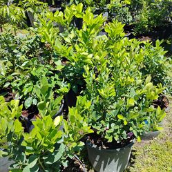 Citrus trees 7gl $50🍋🍊Sale!