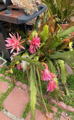 Epiphyllium Cuttings For $2 Each Cutting 