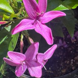 💜 Pseuderanthemum Laxiflorum (Shooting Star Plant)