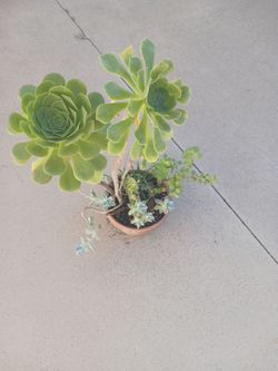 Succulent mix 5 clases en uno