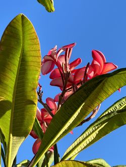 Hawaiian 🌺 Plants