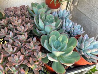 6 inch pot succulent sale 6$ each