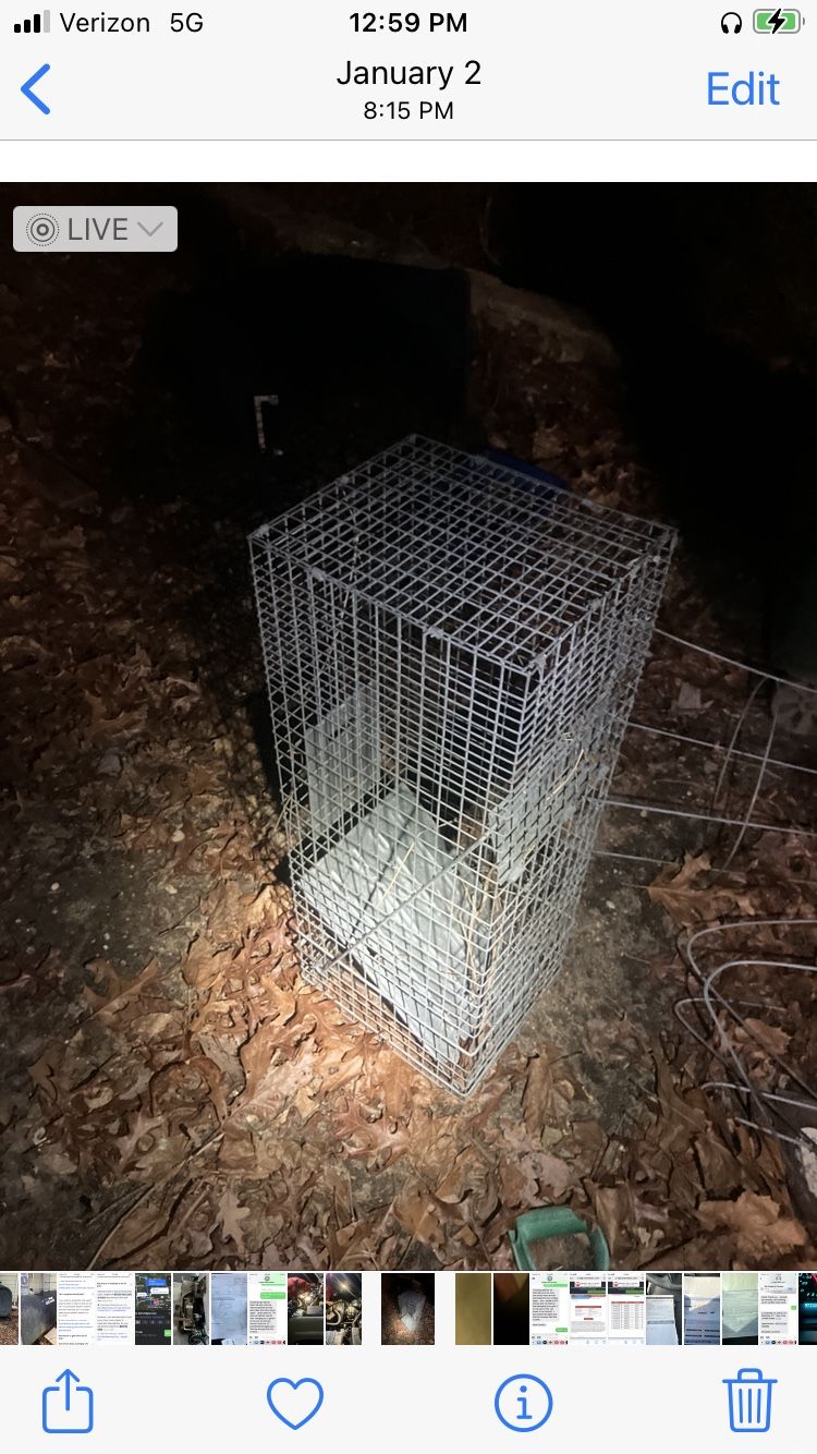 Raccoon Cage/ Human Catch And Release