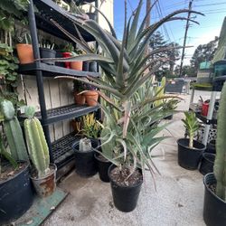 Aloe Vera