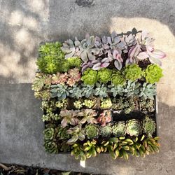 2” Succulents At $2 Ea