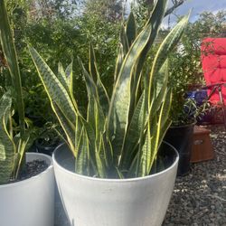 Lengua De Suegra Planta / Lucky Plant