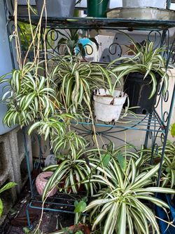 Plant