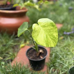 Variegated Monstera Aurea