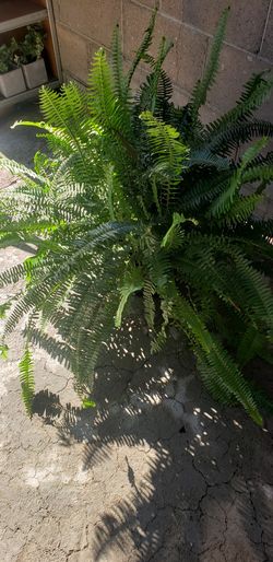 Elecho interior /exterior plant