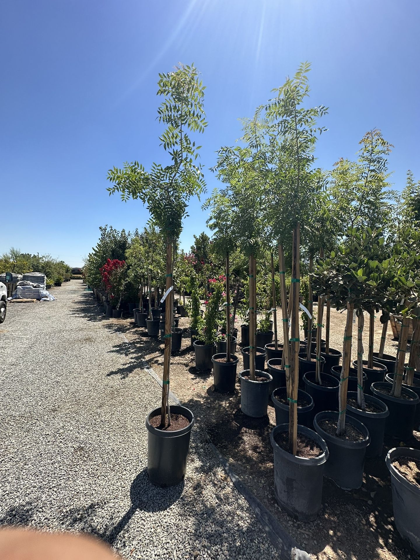 15 Gallon Chinese Pistache Tree