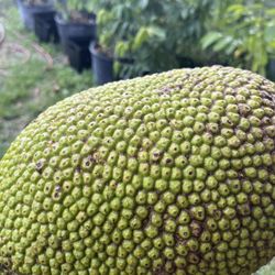 Jackfruit 
