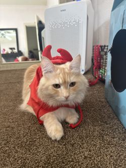 Pet Costume