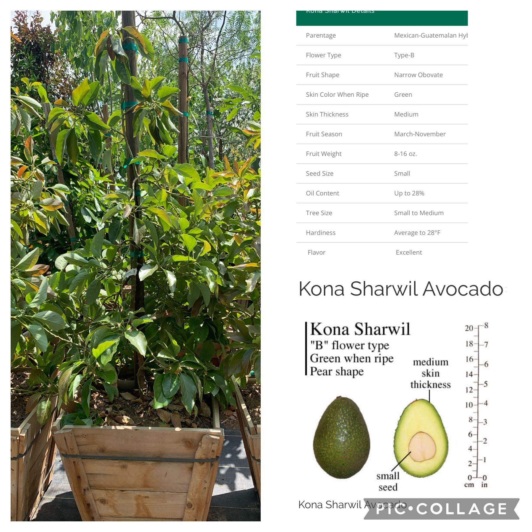 Honda Sharwil Avocado Tree 24” Box 