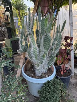 Large Bunny Ears Cactus 🌵 