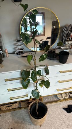 Mature White Wizard Philodendron Vine