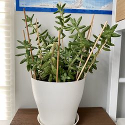 Sedum rubrotinctum - White Planter Included