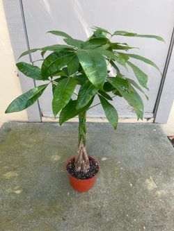 Pachira Braided Money Tree House Plant 6”