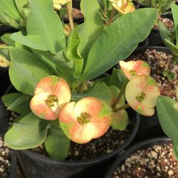 Euphorbia Milli Large Flower
