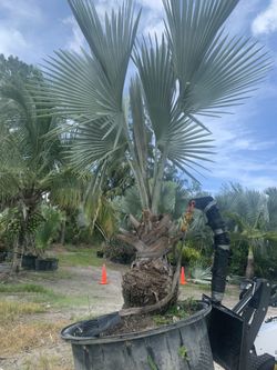 Bismarck Palm( Delivery /install Included)