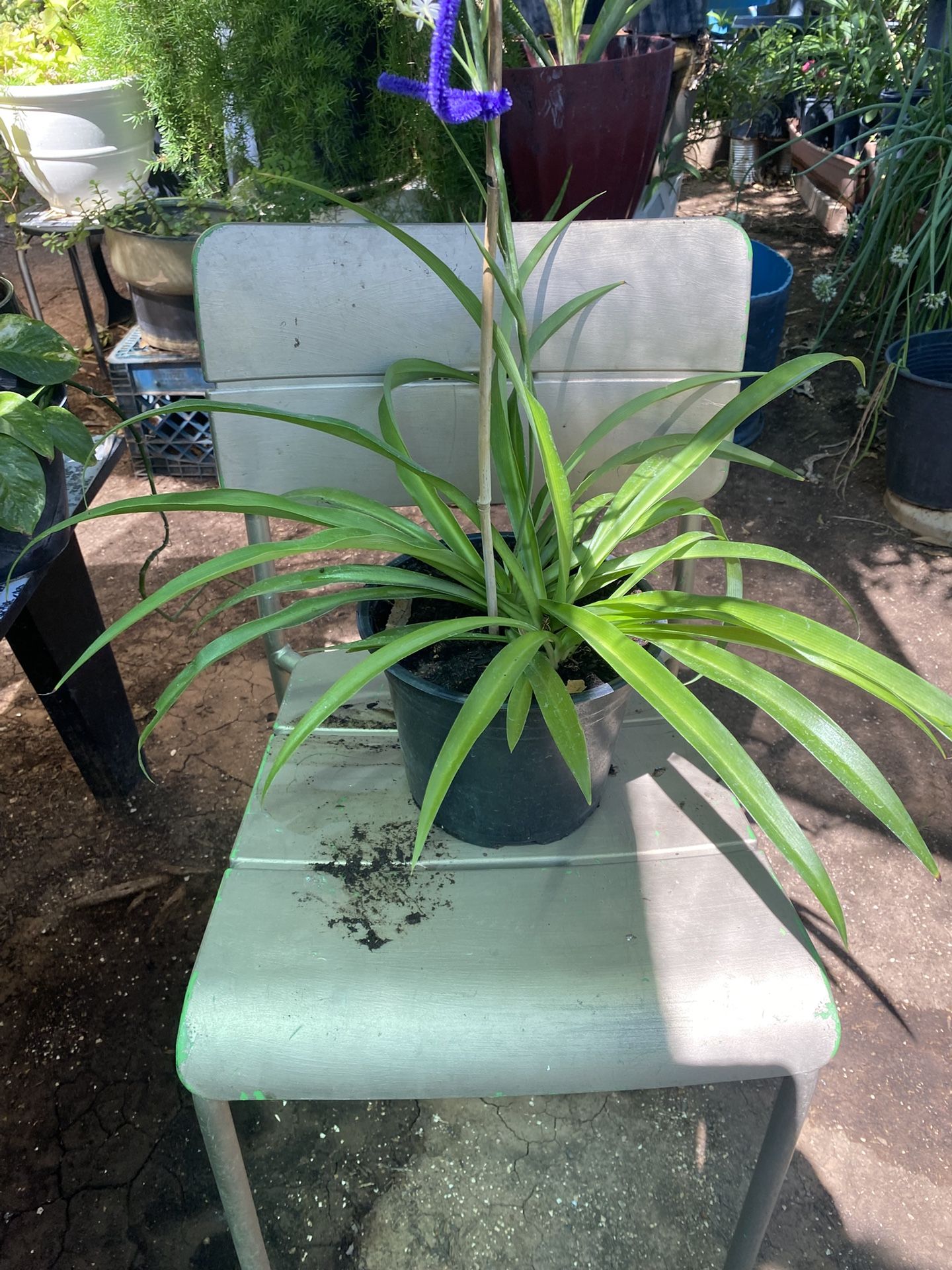 Planta De Araña