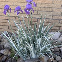 RARE Variegated Iris Plant With Healthy Root Rhizome For Garden Or Landscape