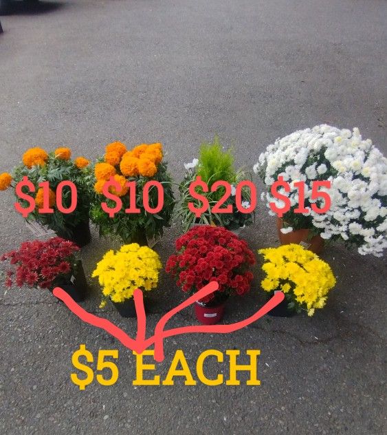 Flower Mum's Marigolds Planter Mix