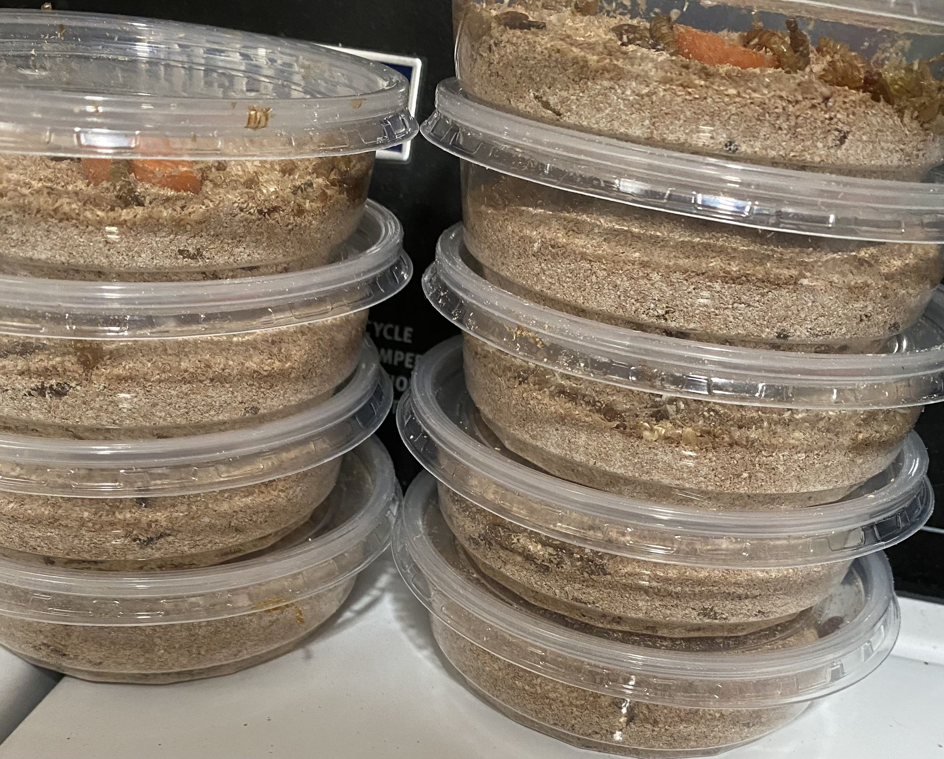 Mealworms 100 For 5 for Sale in Tulare, CA OfferUp