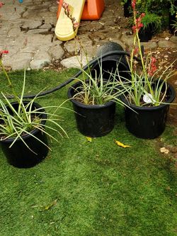 Plantas $7 Cada Una