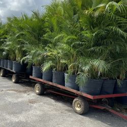 Areca 7g ...15g ...25g