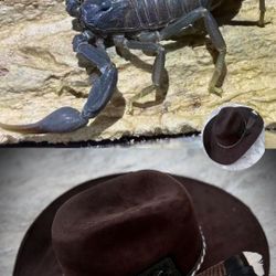 🦂🤎The Brown Scorpio🦂 Cowboy Hat size  7 1/2- 7 5/8”