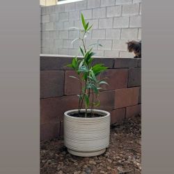 Live Mexican Petunia Plant in White Ceramic Planter