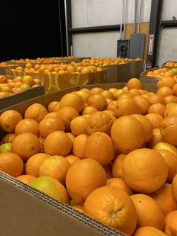 Fruit processing (wash & wax) and also sized