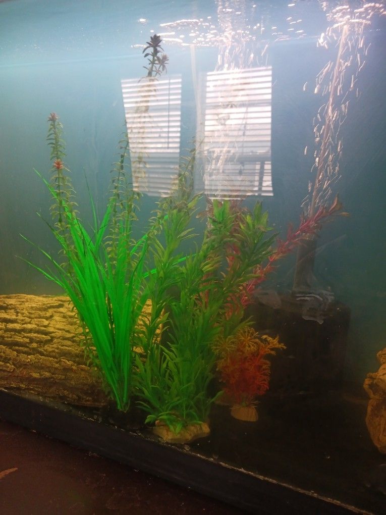 Aquarium Plants, Furniture, Accessories, Filters, Wavers