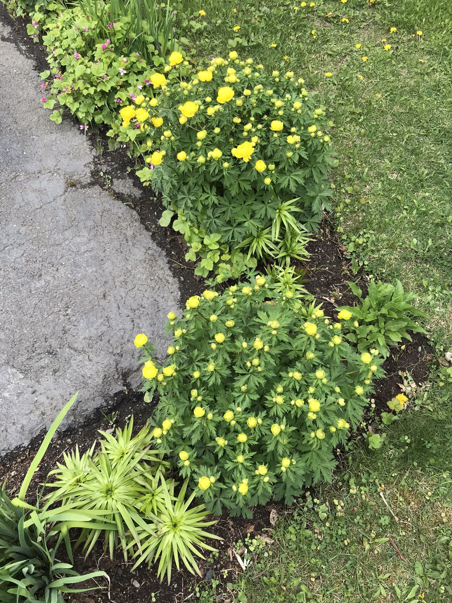 Perennial flowers for sale