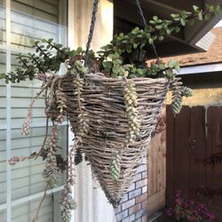 Succulents In Hanging Wicker Planter