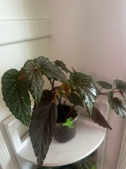 Begonia Pink Dot