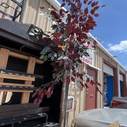 Beautiful Plants $15 Each 