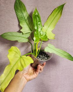 Philodendron Dragon Golden MintI