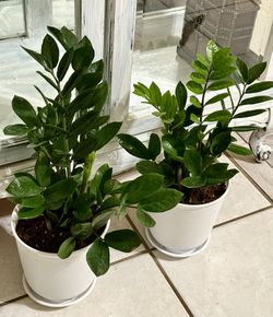 🩷DONE with FUSSY HOUSEPLANTS ?Grow the ZZ plant🩷$40 EACH. Read Description pls