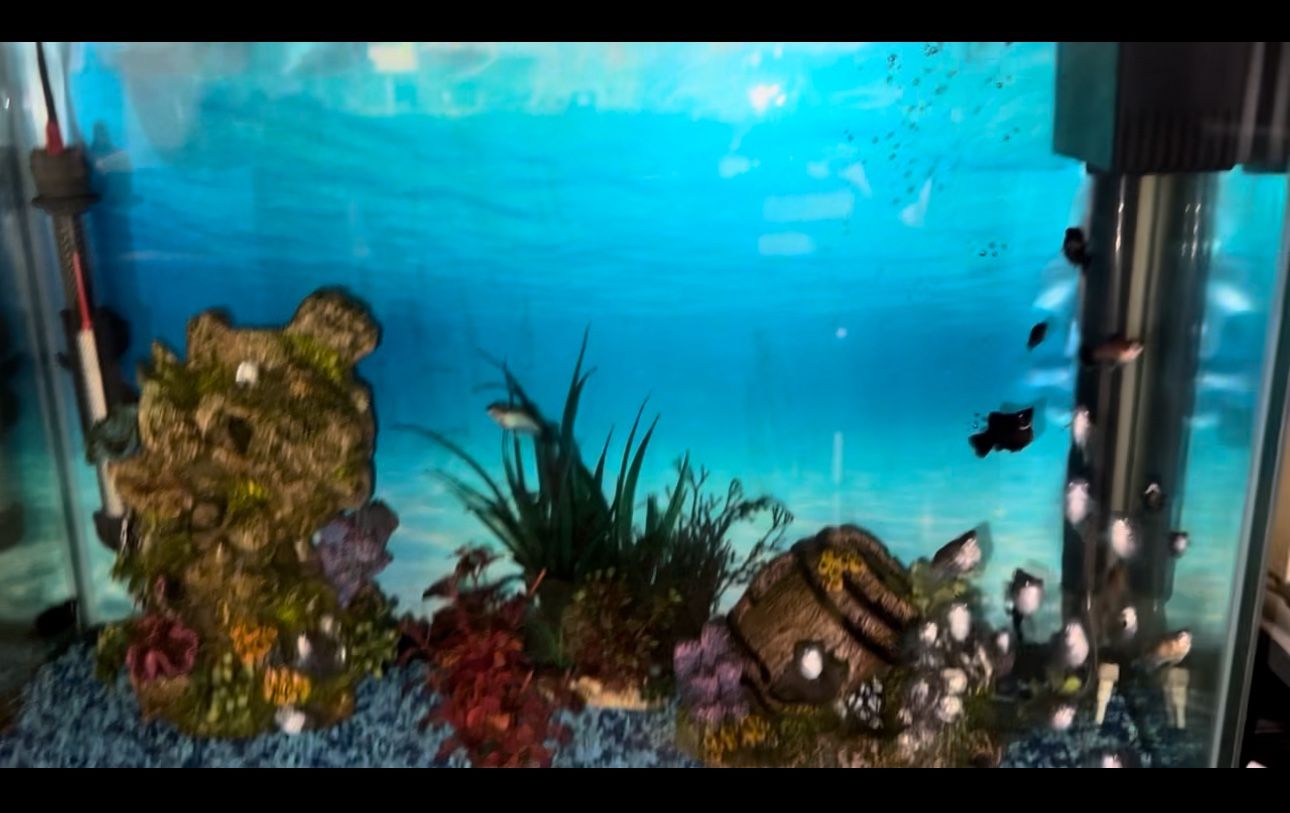 38 gal Fish Tank With Fish and Accessories