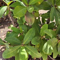 Crowns of thorns plant