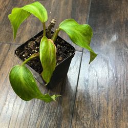 Philodendron Painted Lady Plant  (small In 2-3 Inch Pot)