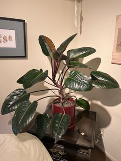 Mature Philodendron Congo Rojo