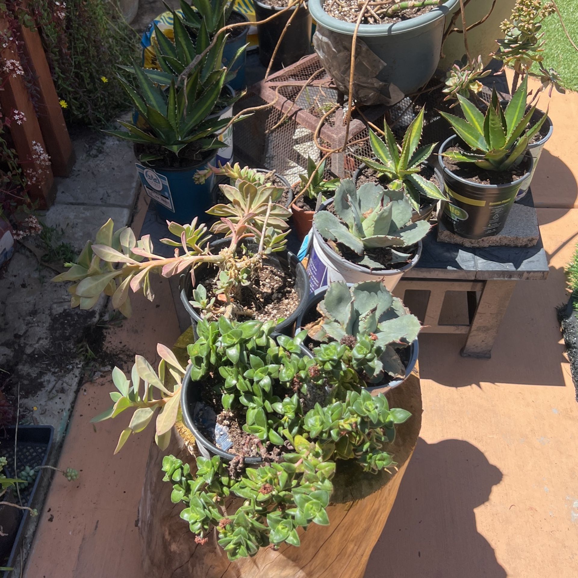 Succulent